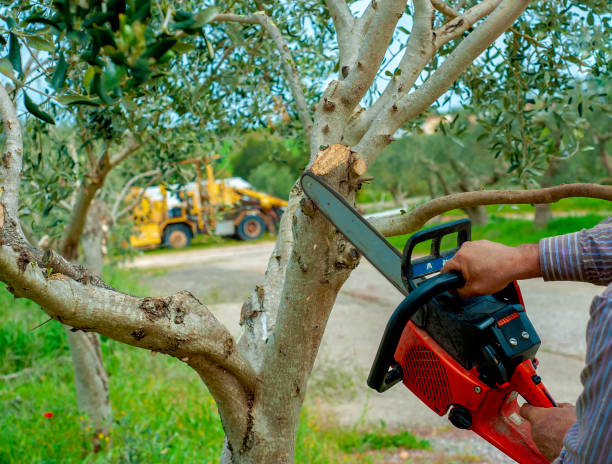 The Steps Involved in Our Tree Care Process in Isle Of Hope, GA